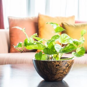 House Decors